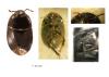 Geotomus sp.